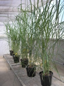 Miscanthus Image